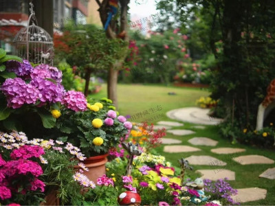 插桿種植成活率高的花卉植物有哪些？