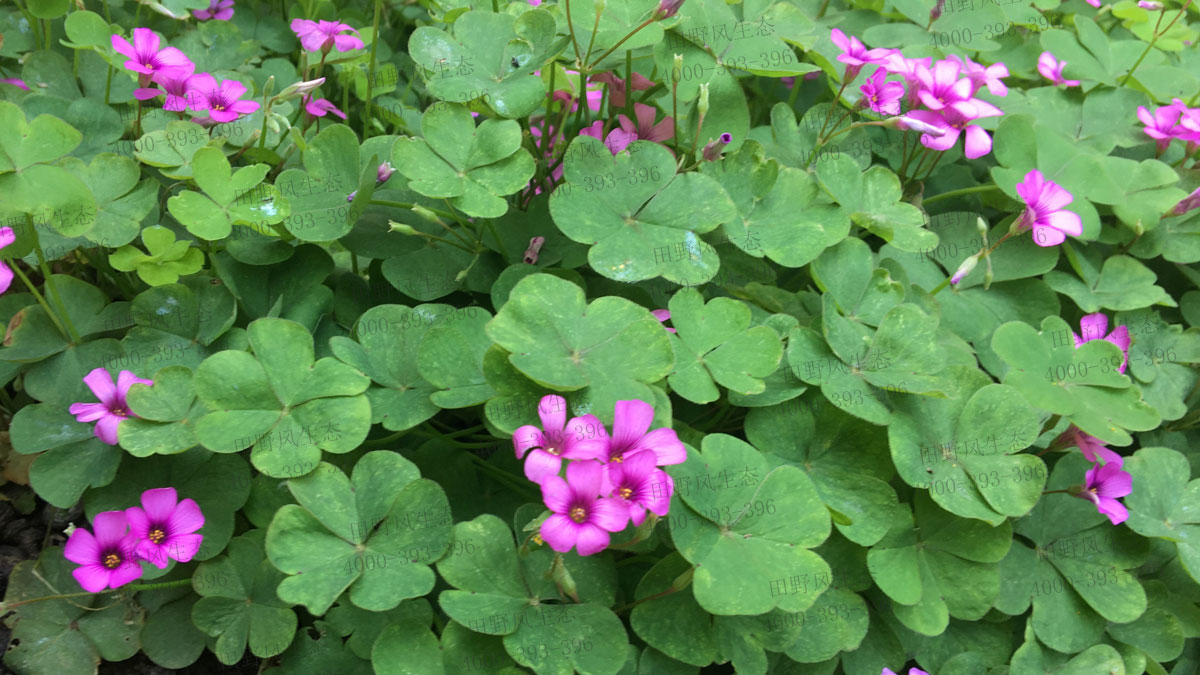 紅三葉種子 紅三葉種子