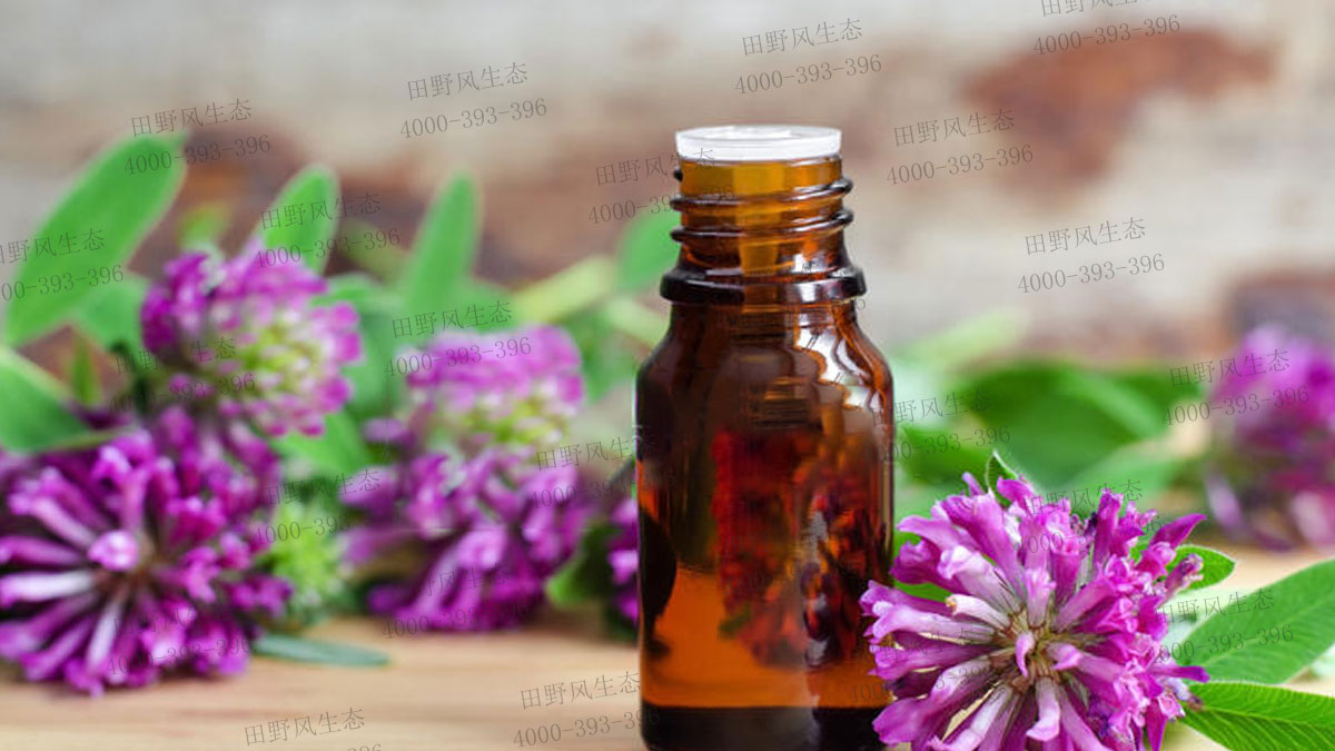 紅三葉種子 紅三葉種子