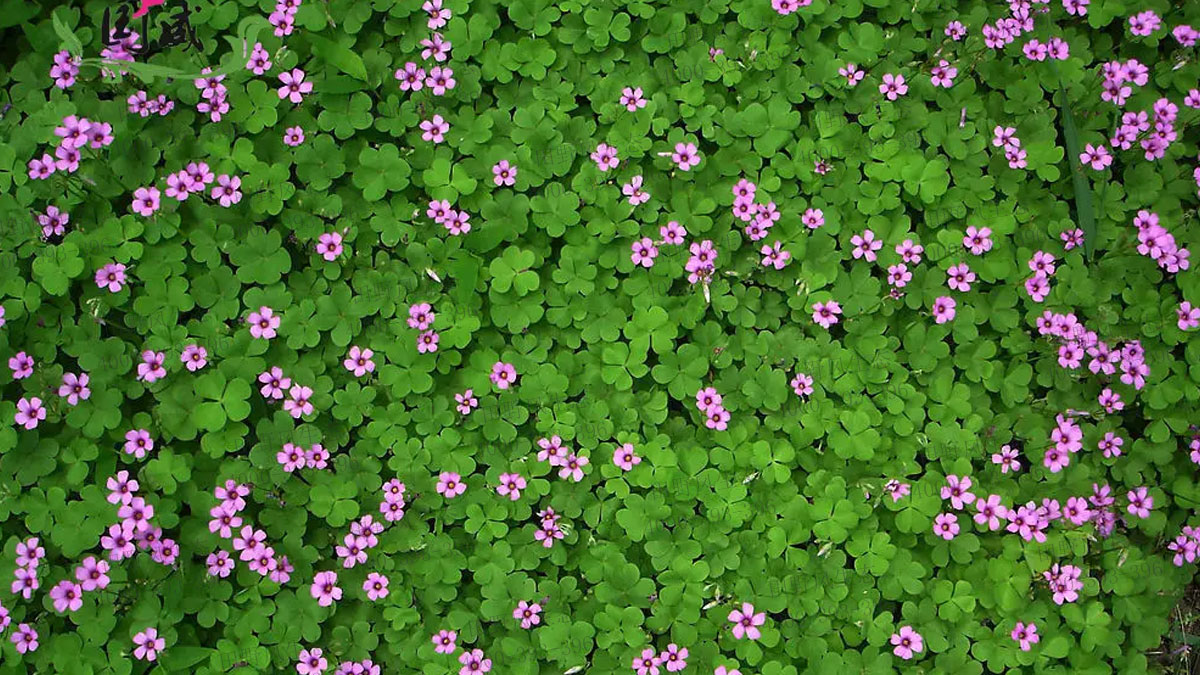 紅三葉種子 紅三葉種子