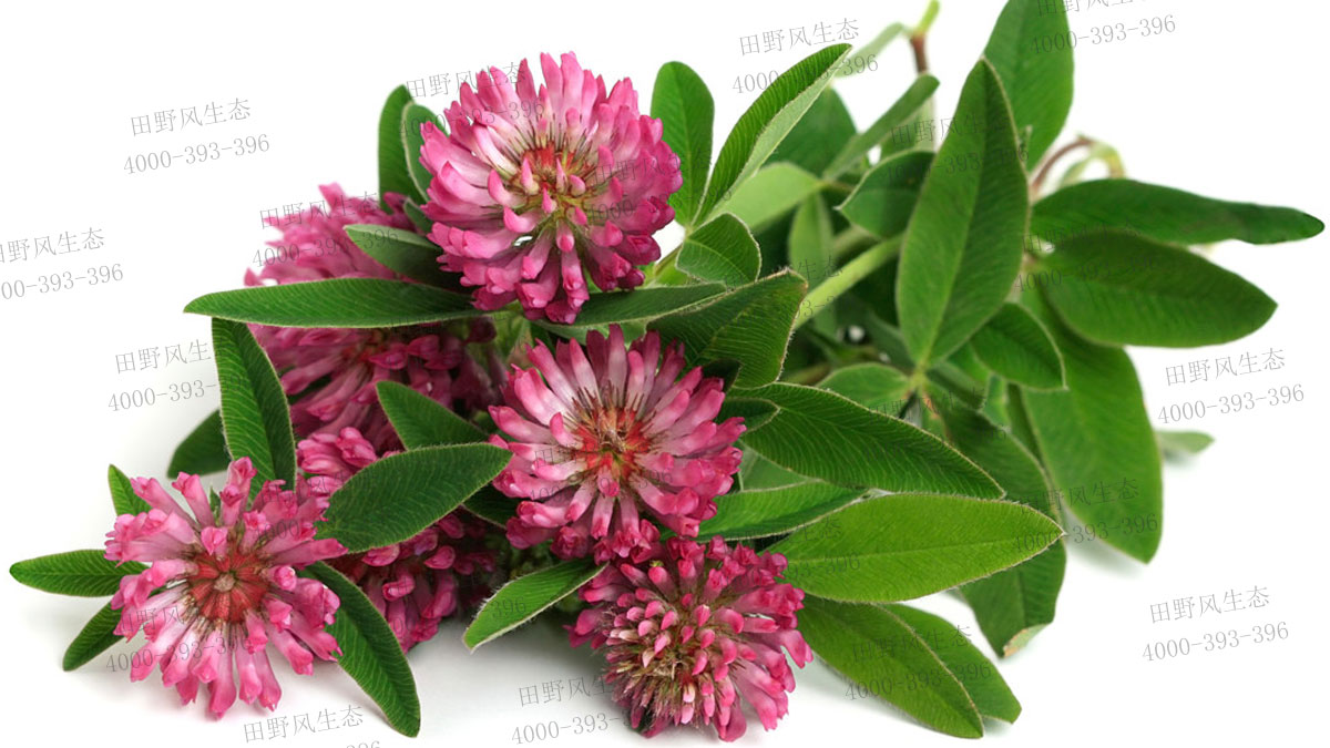 紅三葉種子 紅三葉種子