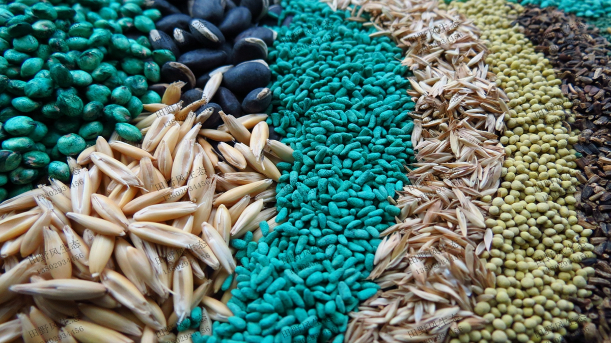 狗牙根草種有哪些品種？