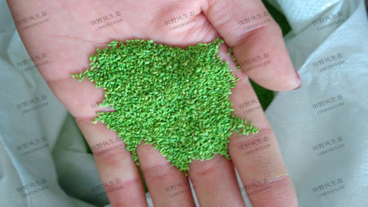 狗牙根草種中哪個品種好？