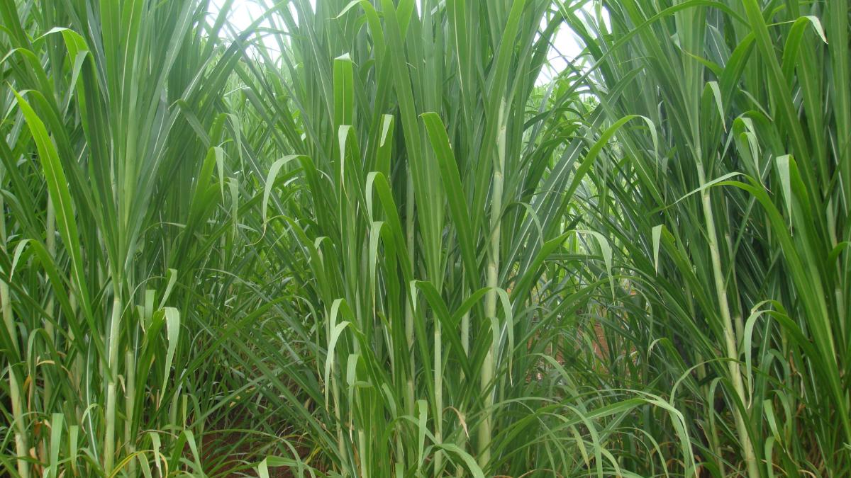 皇竹草和甜象草哪個更值得種植？