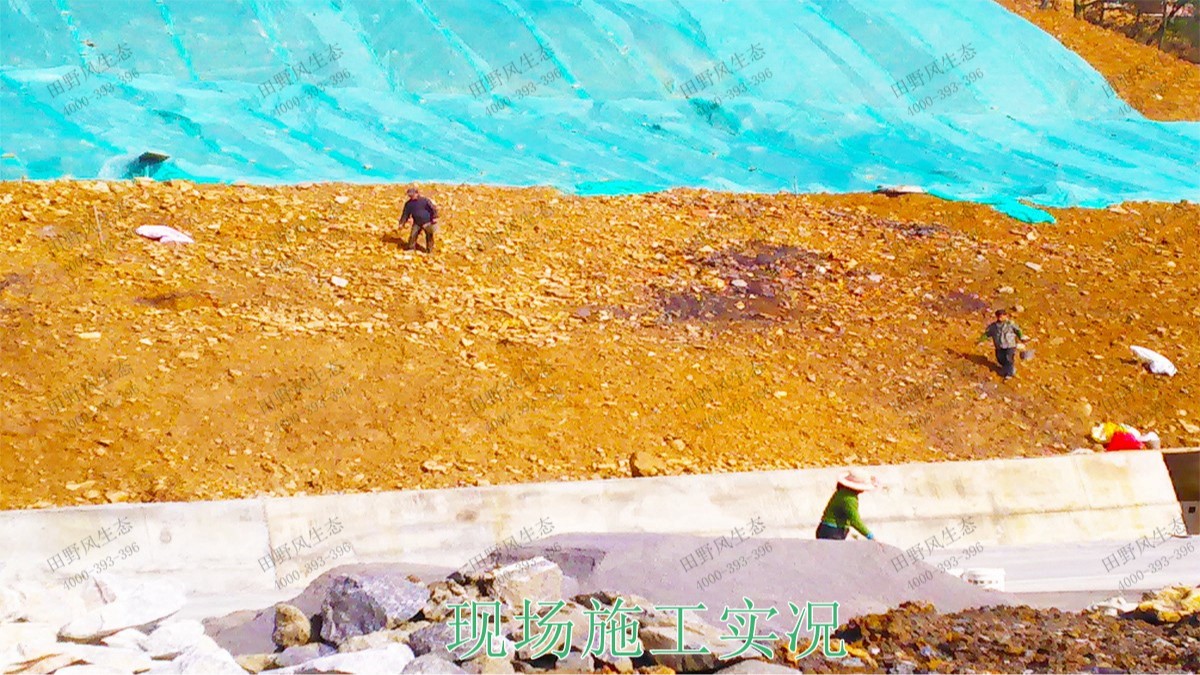 梅龍高速梅州段道路邊坡植草工程 梅龍高速梅州段道路邊坡植草工程