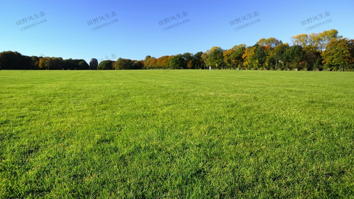 臺(tái)灣草適合在哪些地區(qū)種植？