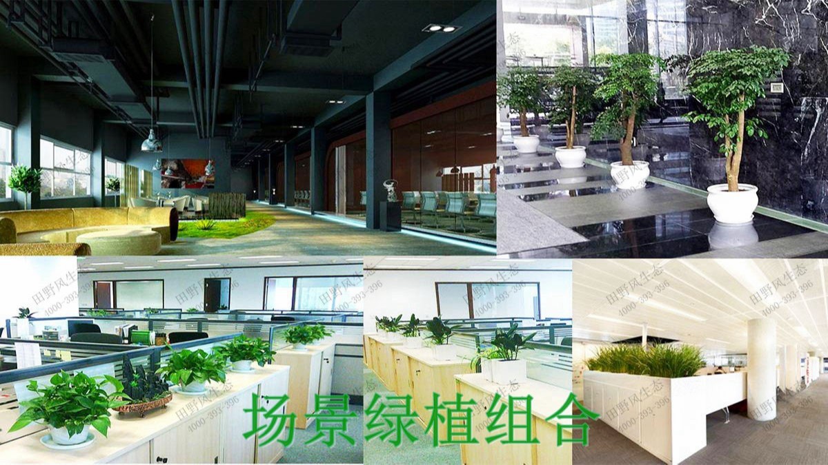 廣州市創(chuàng)佳建筑模型公司綠植展示 廣州市創(chuàng)佳建筑模型公司綠植展示