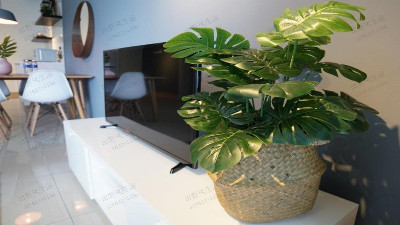 公寓植物租擺 公寓植物租擺