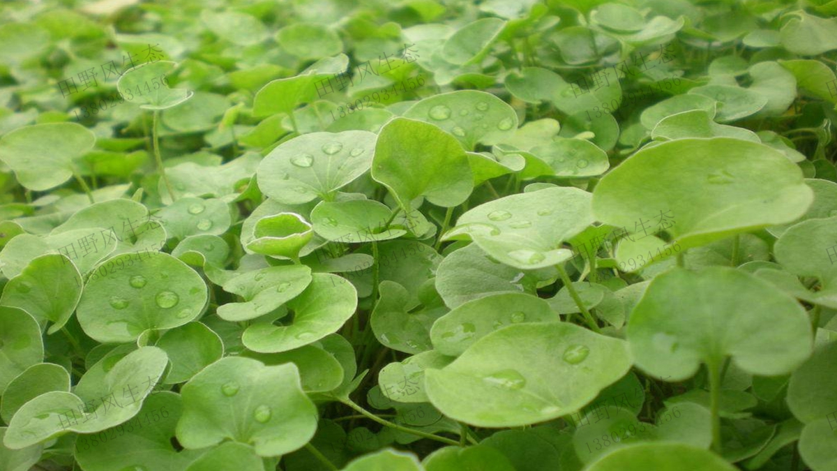 馬蹄金草種子的種植方法及養(yǎng)護(hù)管理事項(xiàng)，輕松學(xué)會(huì)！