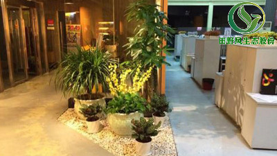 影響綠色植物租賃價格的因素有哪些？